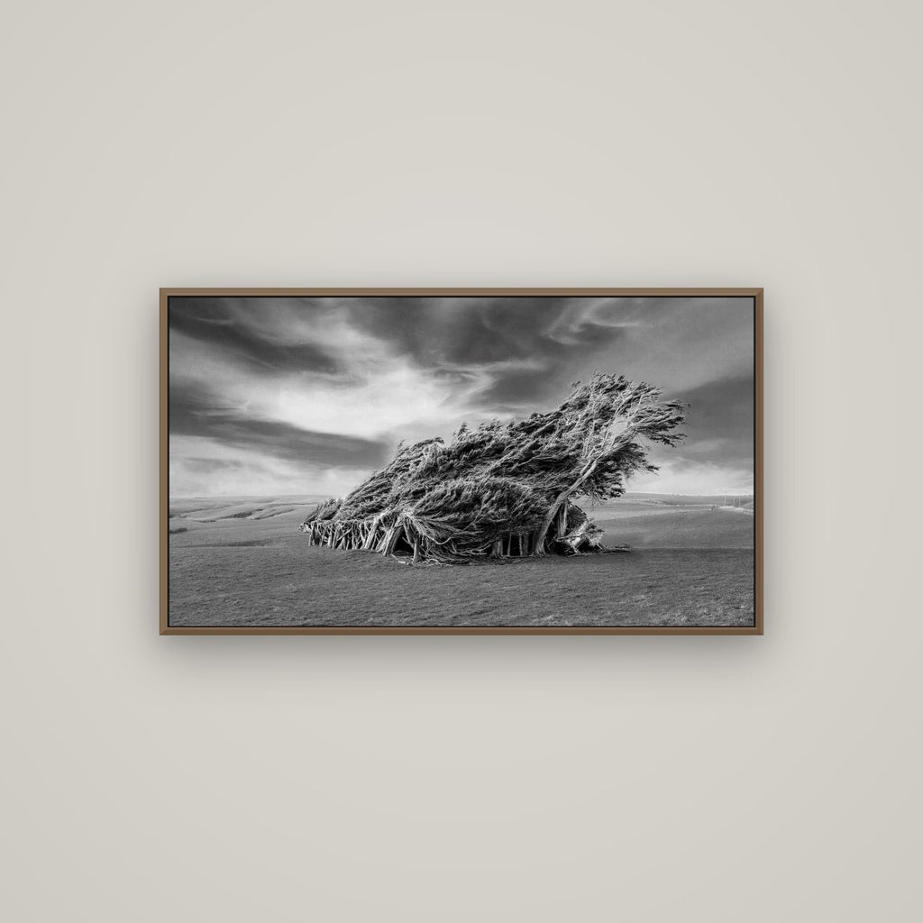 Sculpted by the Winds, Trees of Slope Point, Basel Walnut, 107×60 cm. New Zealand fine art wall art by Stephen Milner.