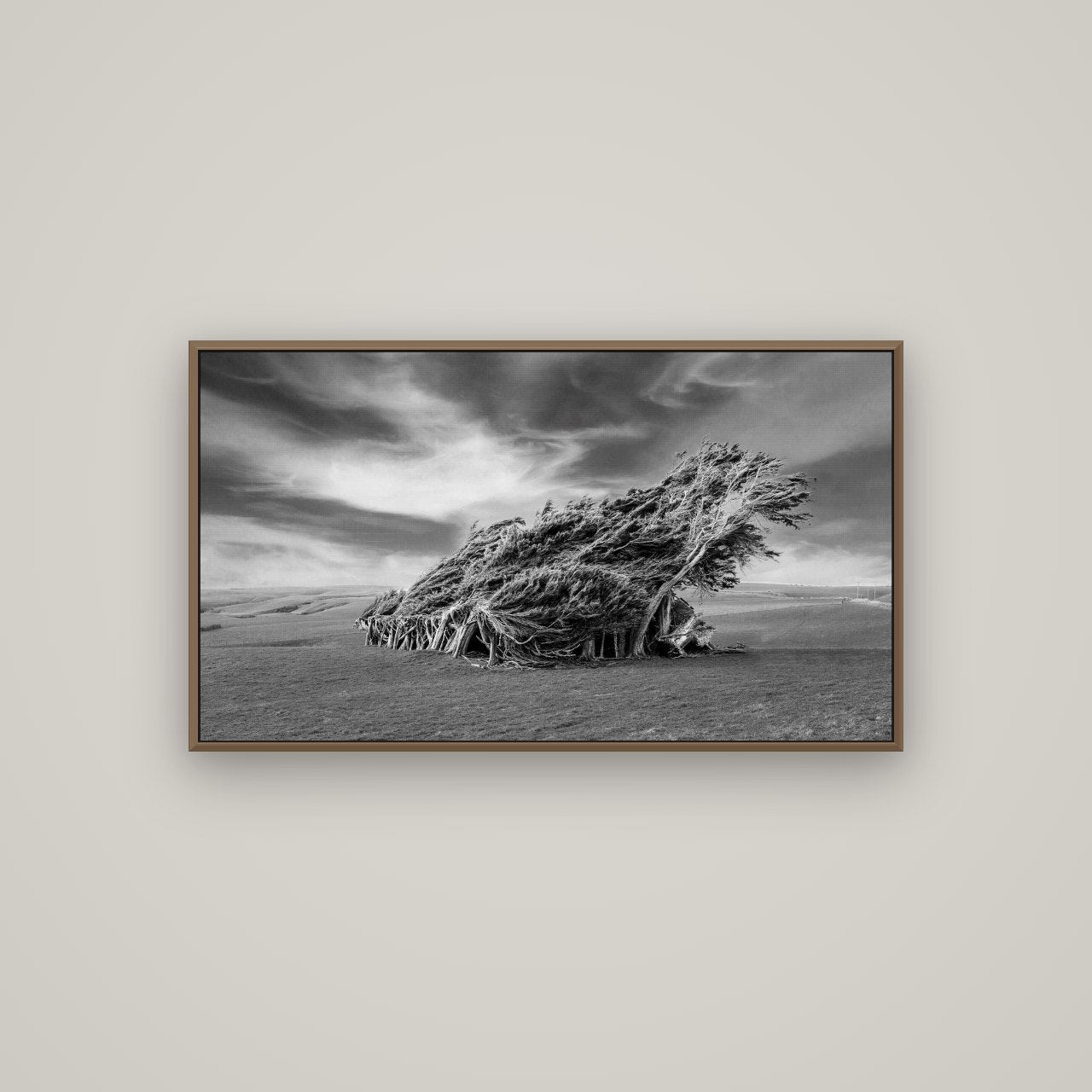 Sculpted by the Winds, Trees of Slope Point, Basel Walnut, 107×60 cm. New Zealand fine art wall art by Stephen Milner.