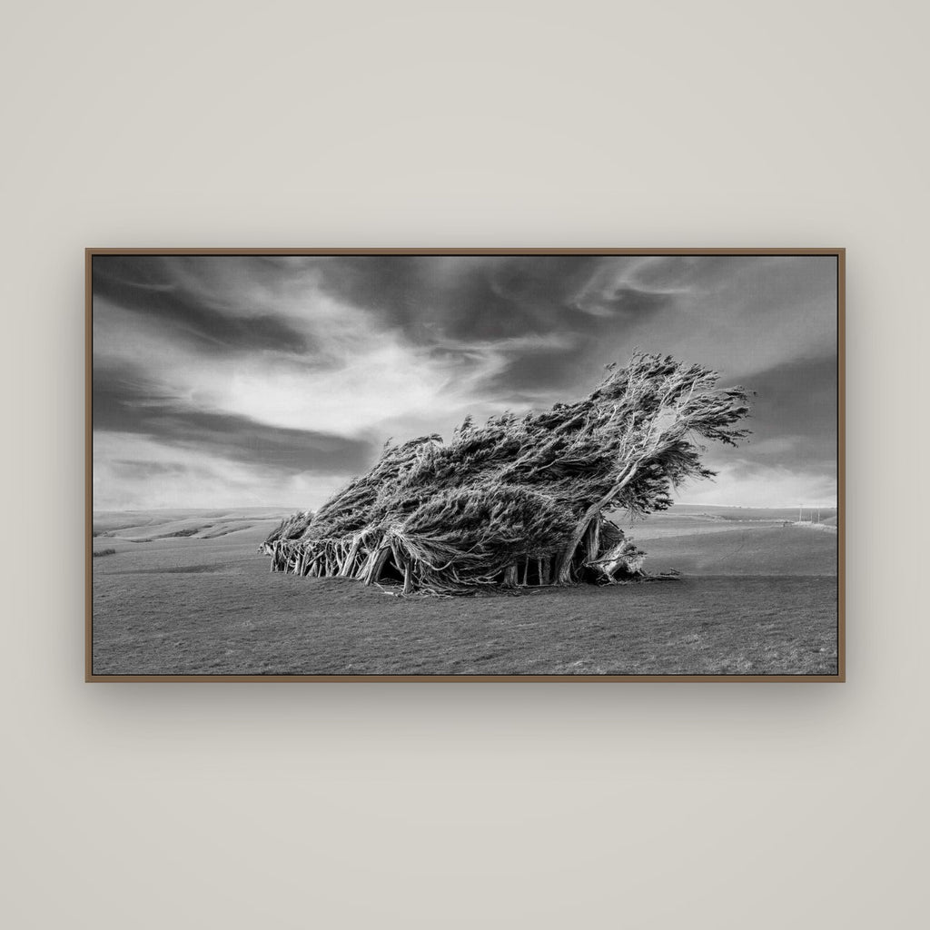Sculpted by the Winds, Trees of Slope Point, Basel Walnut, 160×90 cm. New Zealand fine art wall art by Stephen Milner.