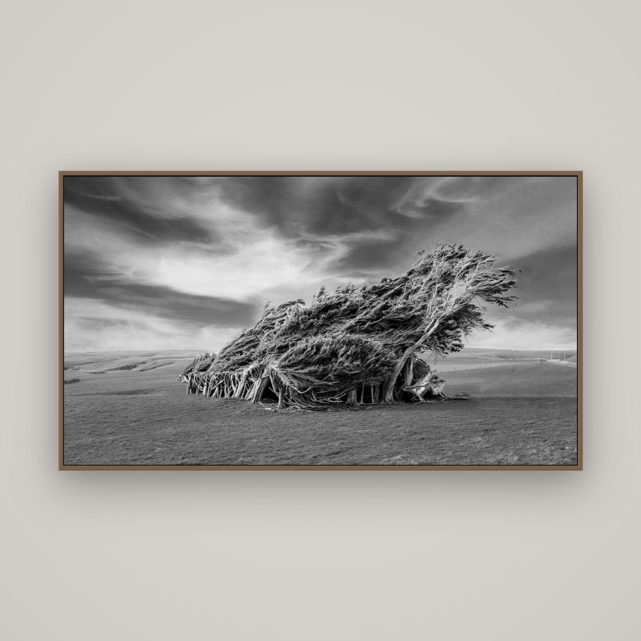 Sculpted by the Winds, Trees of Slope Point, Basel Walnut, 160×90 cm. New Zealand fine art wall art by Stephen Milner.