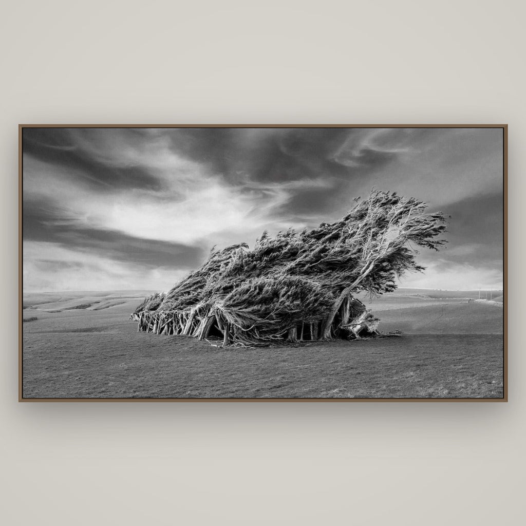 Sculpted by the Winds, Trees of Slope Point, Basel Walnut, 196×110 cm. New Zealand fine art wall art by Stephen Milner.
