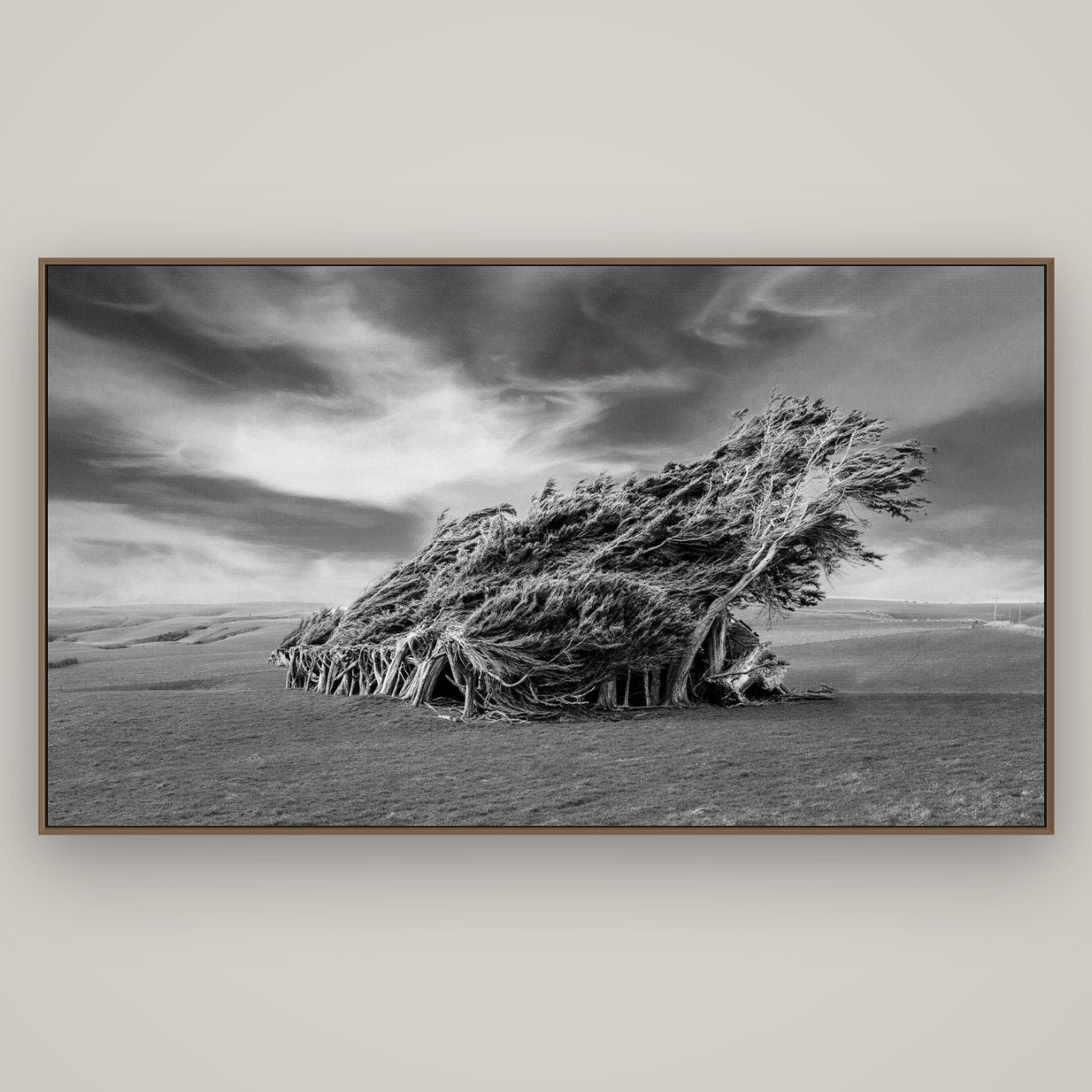 Sculpted by the Winds, Trees of Slope Point, Basel Walnut, 196×110 cm. New Zealand fine art wall art by Stephen Milner.