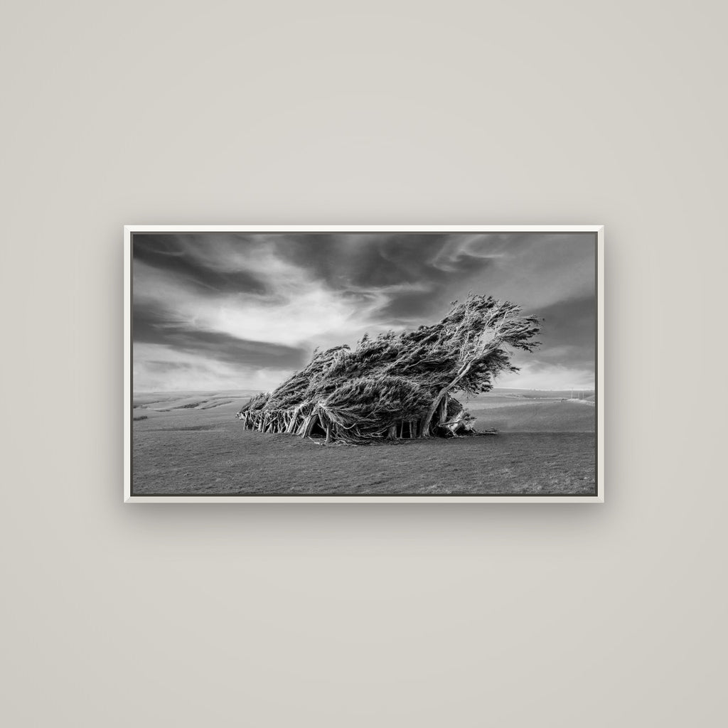 Sculpted by the Winds, Trees of Slope Point — Basel White, 107×60 cm. New Zealand fine art wall art by Stephen Milner.