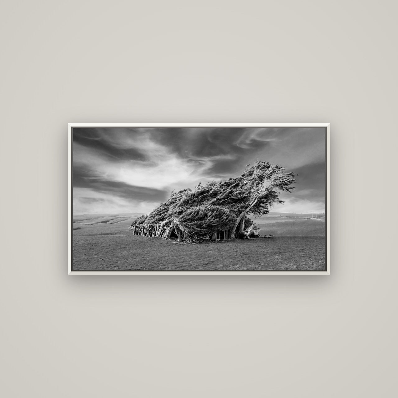 Sculpted by the Winds, Trees of Slope Point — Basel White, 107×60 cm. New Zealand fine art wall art by Stephen Milner.