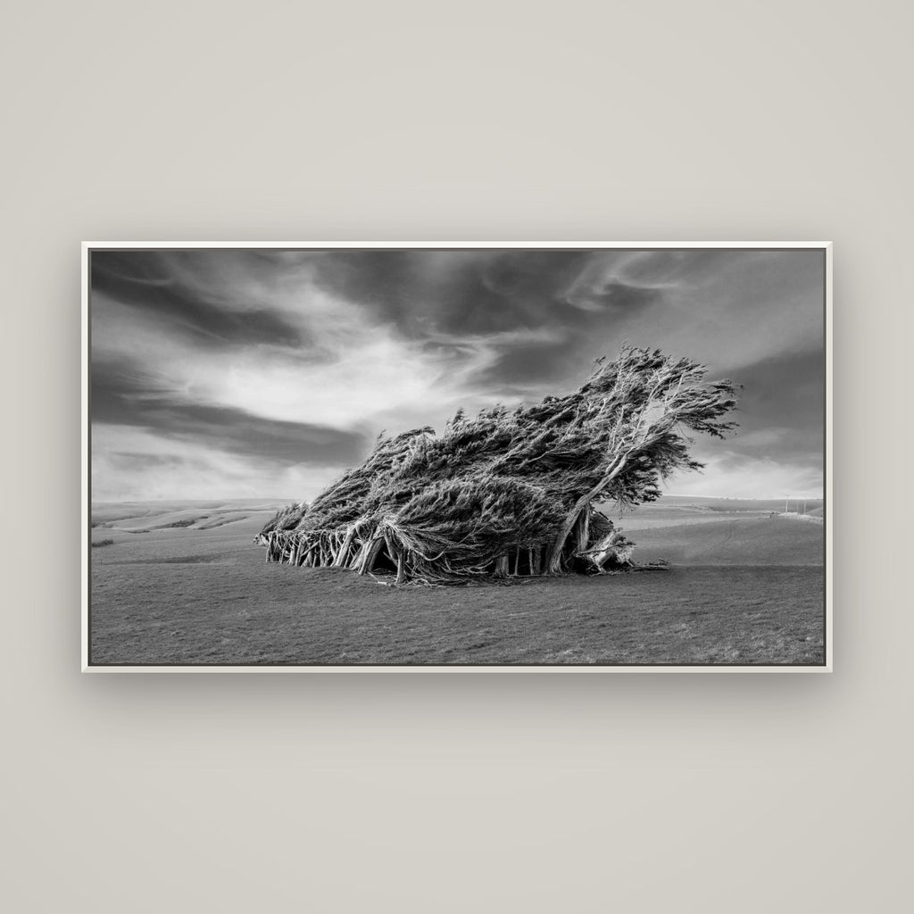 Sculpted by the Winds, Trees of Slope Point — Basel White, 160×90 cm. New Zealand fine art wall art by Stephen Milner.