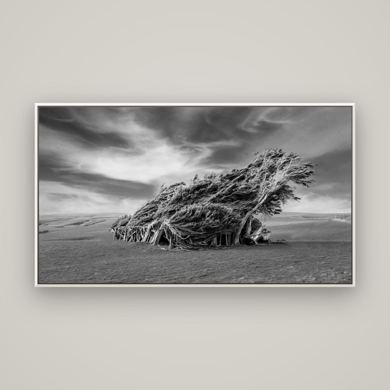Sculpted by the Winds, Trees of Slope Point — Basel White, 160×90 cm. New Zealand fine art wall art by Stephen Milner.