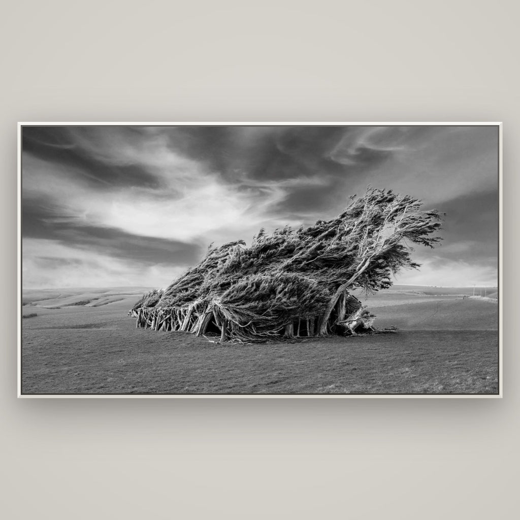 Sculpted by the Winds, Trees of Slope Point — Basel White, 196×110 cm. New Zealand fine art wall art by Stephen Milner.