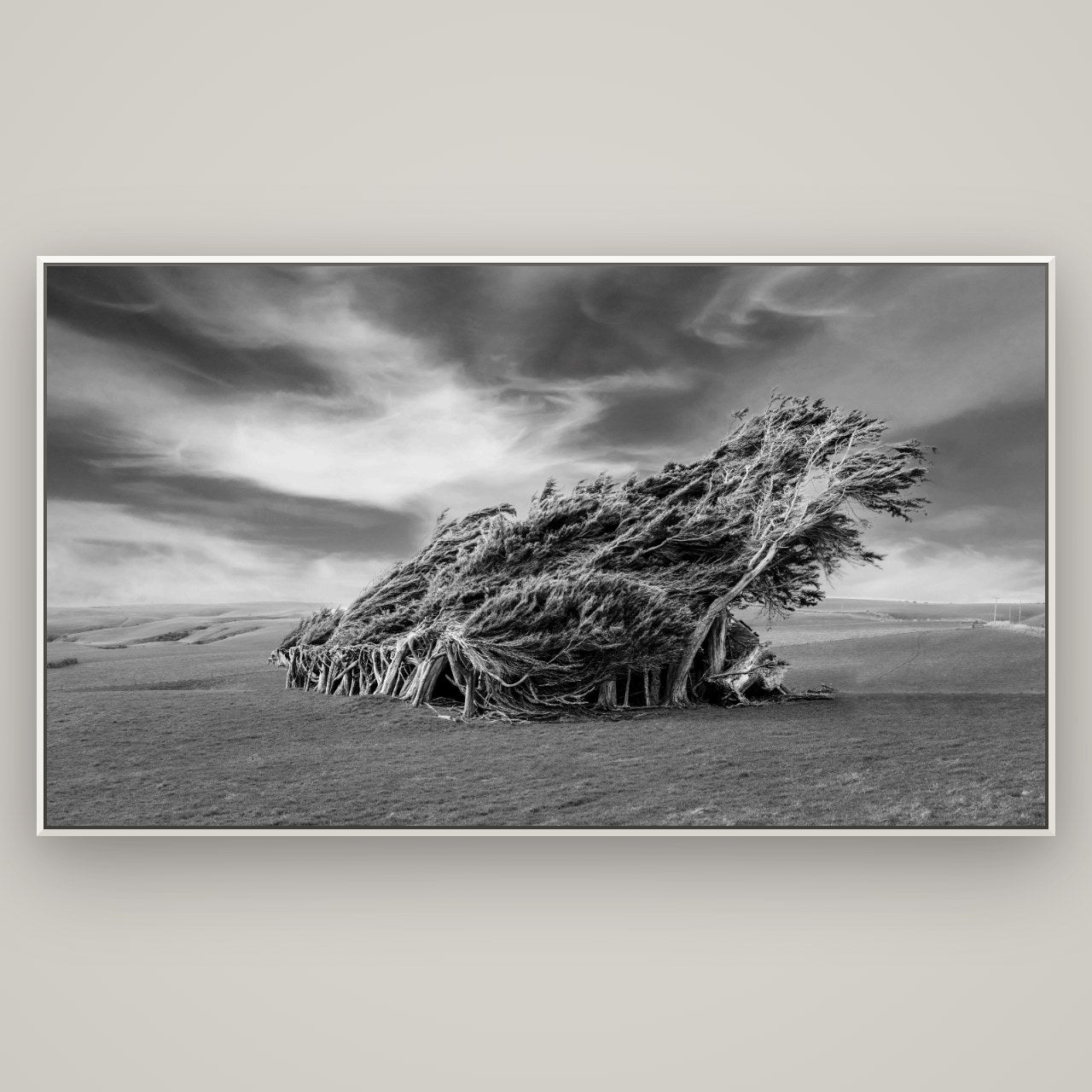 Sculpted by the Winds, Trees of Slope Point — Basel White, 196×110 cm. New Zealand fine art wall art by Stephen Milner.