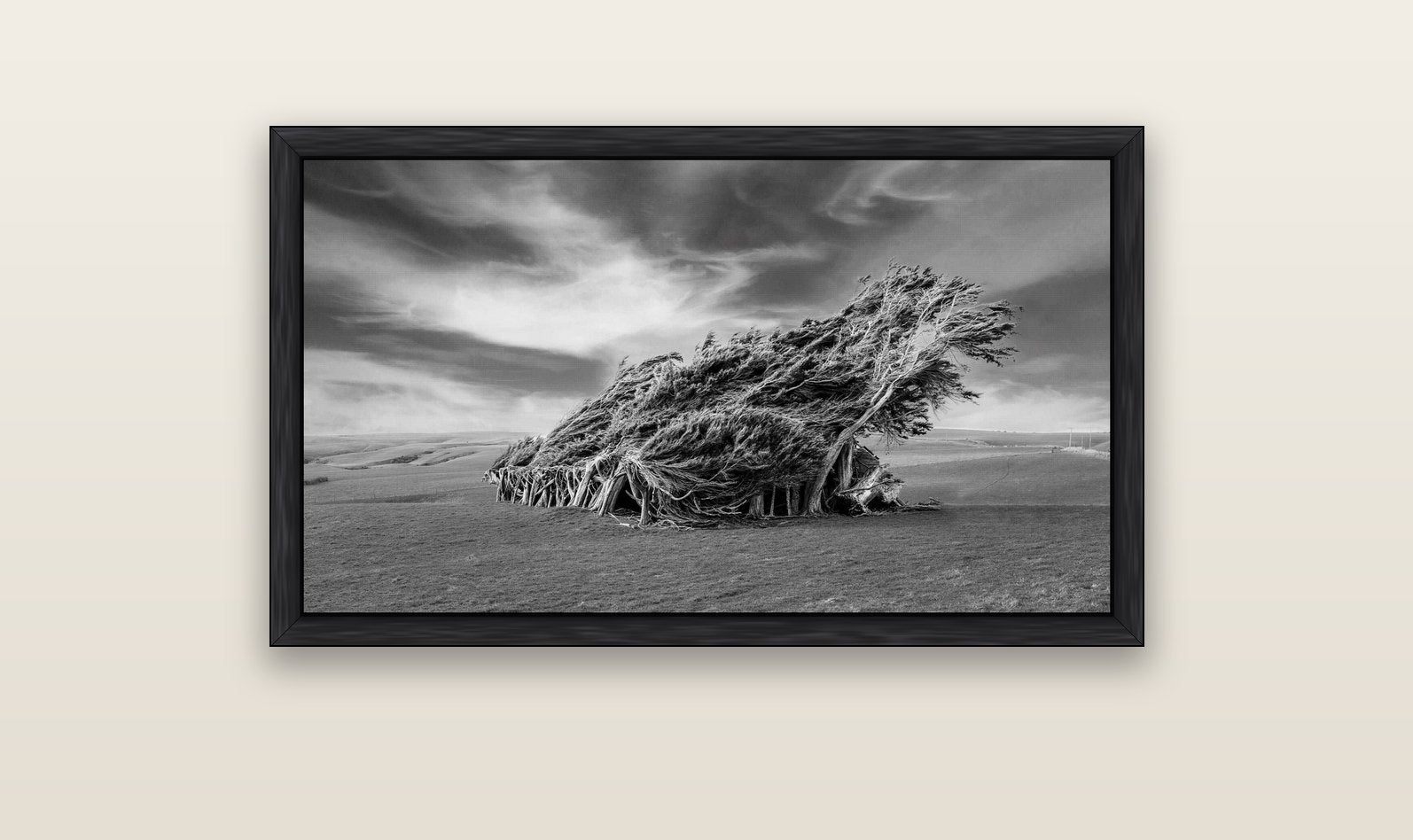 Sculpted by the Winds, Trees of Slope Point — black float frame canvas, 102 × 56 cm. New Zealand fine art landscape wall art by Stephen Milner.