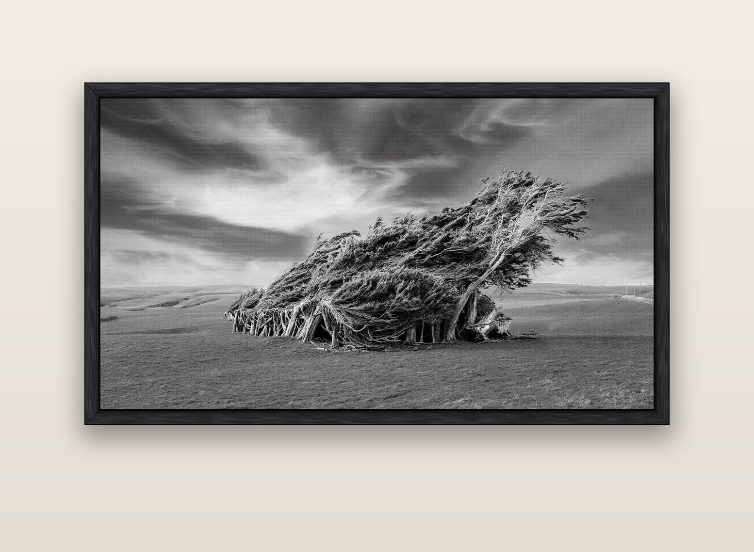 Sculpted by the Winds, Trees of Slope Point — black float frame canvas, 152 × 86 cm. New Zealand fine art landscape wall art by Stephen Milner.
