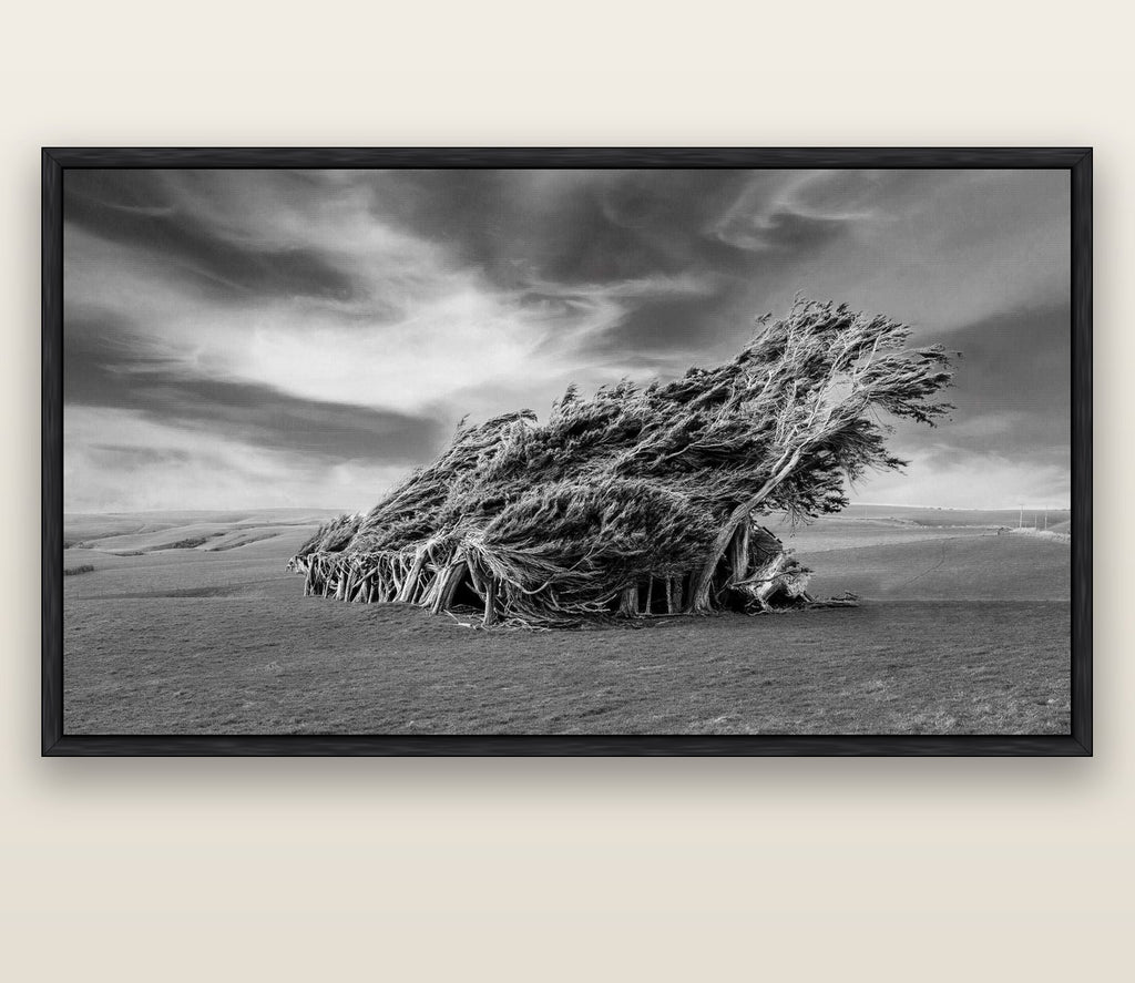 Sculpted by the Winds, Trees of Slope Point — black float frame canvas, 200 × 130 cm. New Zealand fine art landscape wall art by Stephen Milner.