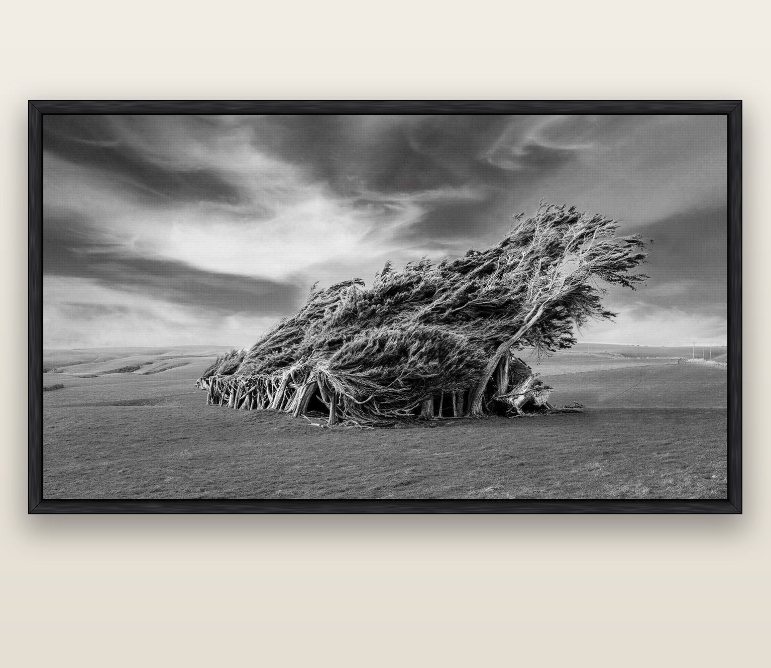 Sculpted by the Winds, Trees of Slope Point — black float frame canvas, 200 × 130 cm. New Zealand fine art landscape wall art by Stephen Milner.