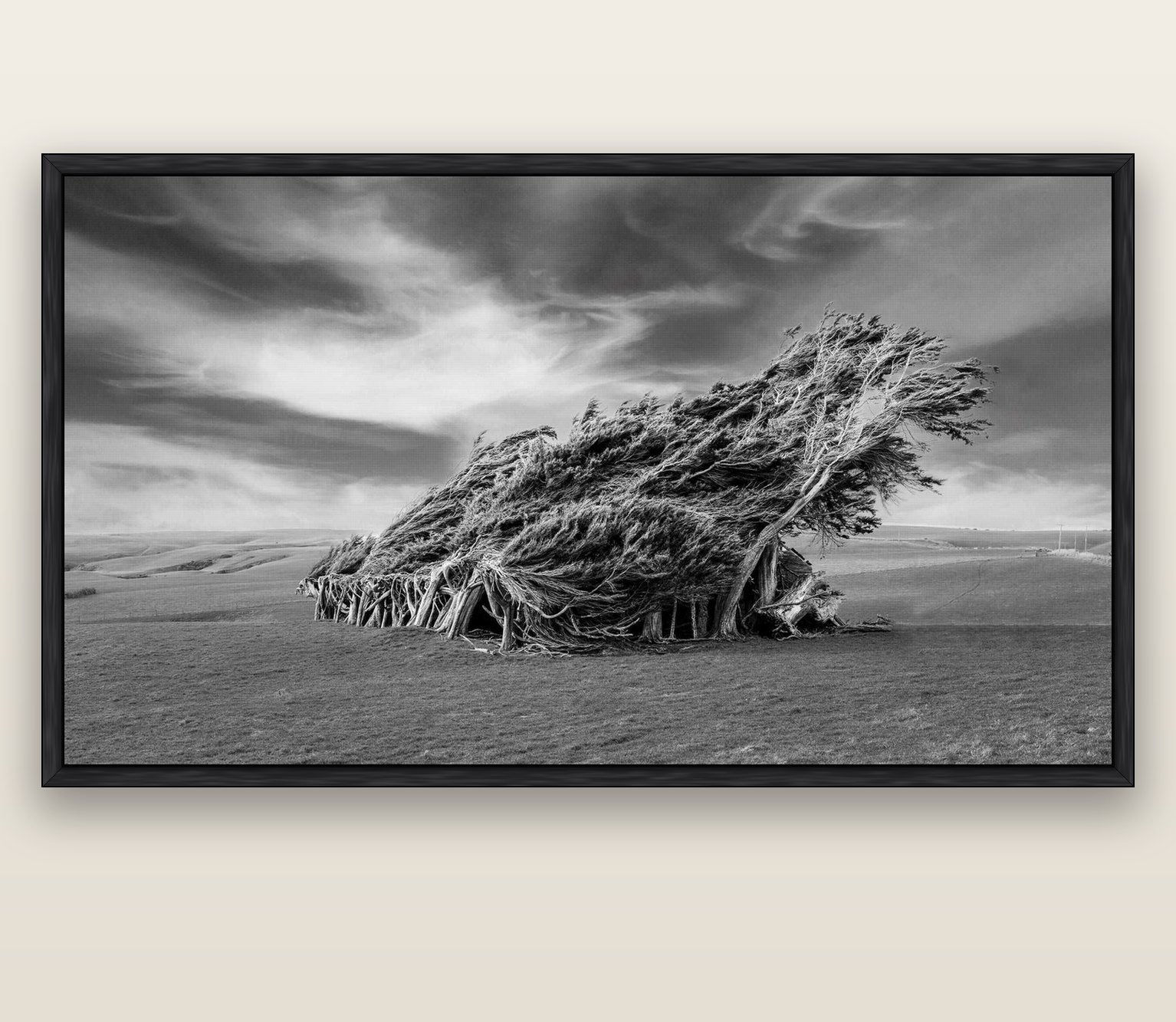 Sculpted by the Winds, Trees of Slope Point — black float frame canvas, 201 × 99 cm. New Zealand fine art landscape wall art by Stephen Milner.