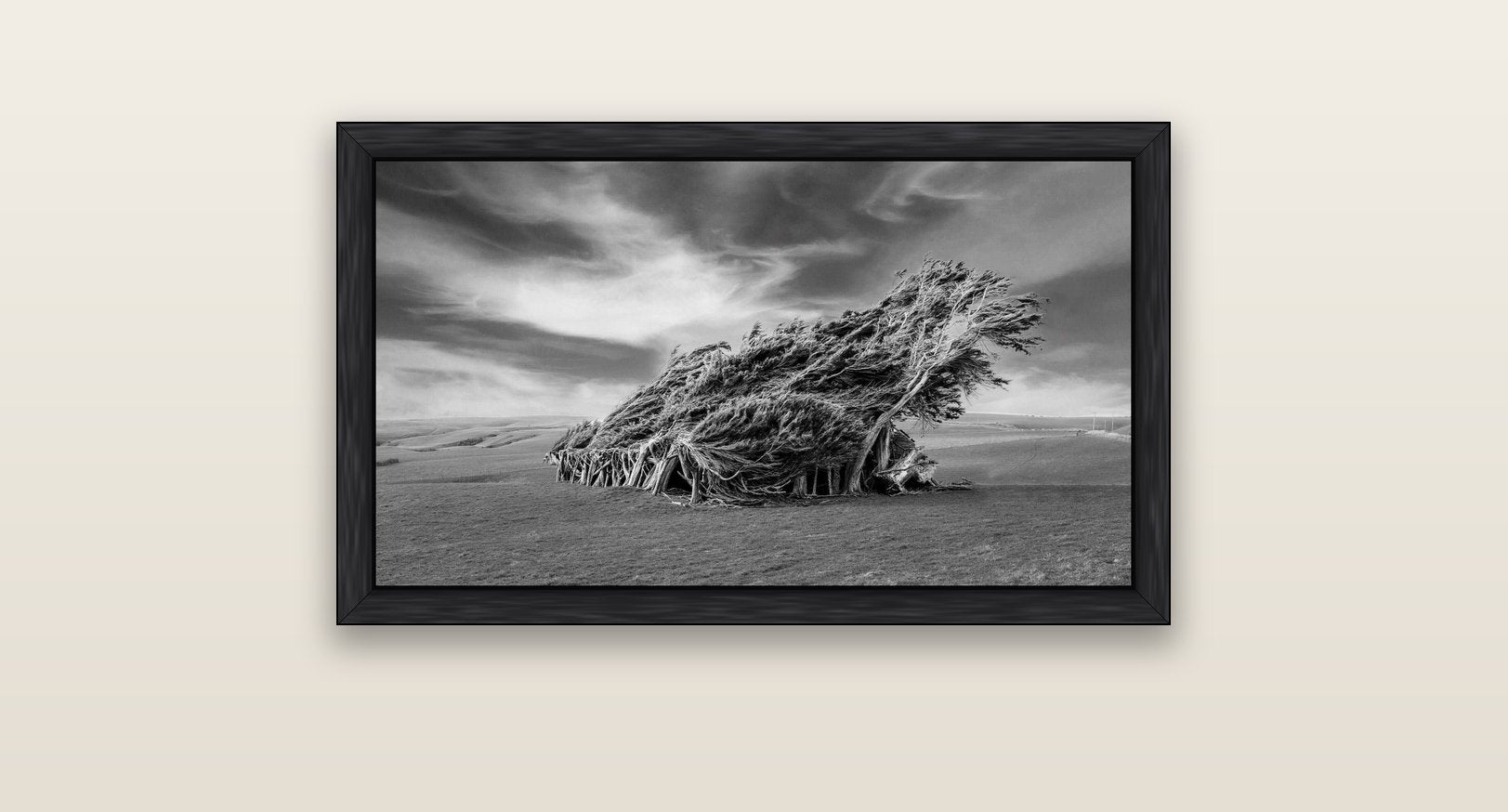Sculpted by the Winds, Trees of Slope Point — black float frame canvas, 81 × 46 cm. New Zealand fine art landscape wall art by Stephen Milner.