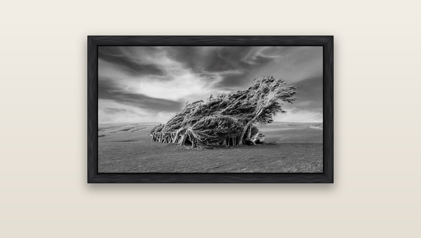 Sculpted by the Winds, Trees of Slope Point — black float frame canvas, 91 × 51 cm. New Zealand fine art landscape wall art by Stephen Milner.