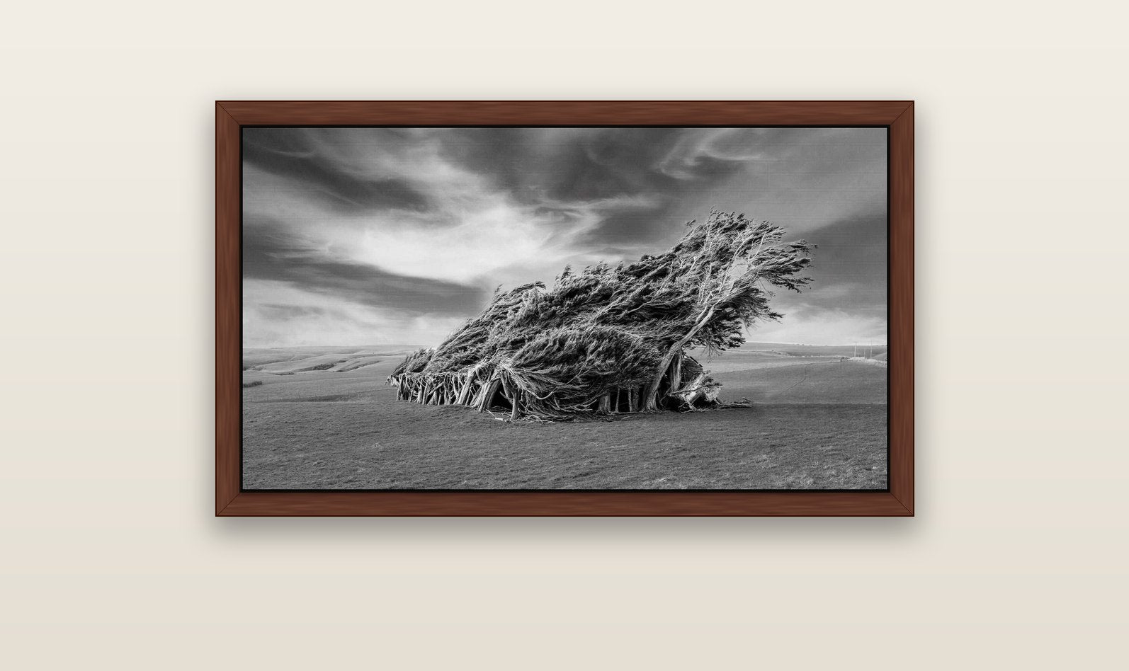 Sculpted by the Winds, Trees of Slope Point — brown float frame canvas, 102 × 56 cm. New Zealand fine art landscape wall art by Stephen Milner.