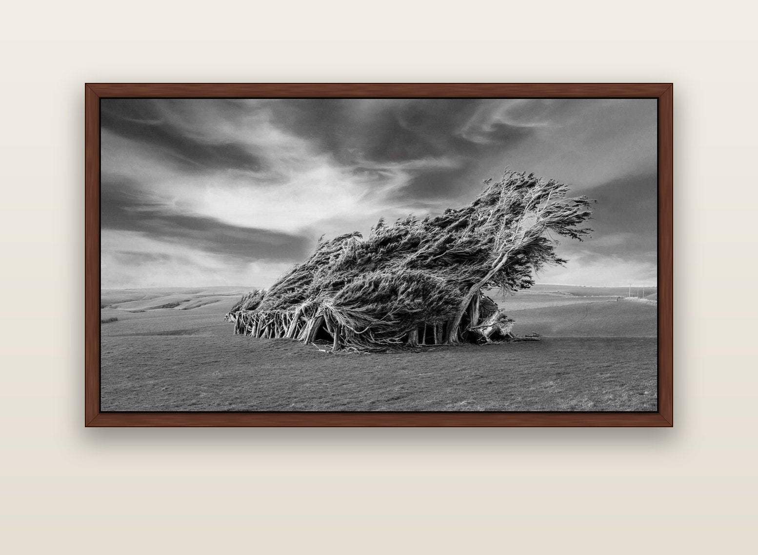 Sculpted by the Winds, Trees of Slope Point — brown float frame canvas, 152 × 86 cm. New Zealand fine art landscape wall art by Stephen Milner.