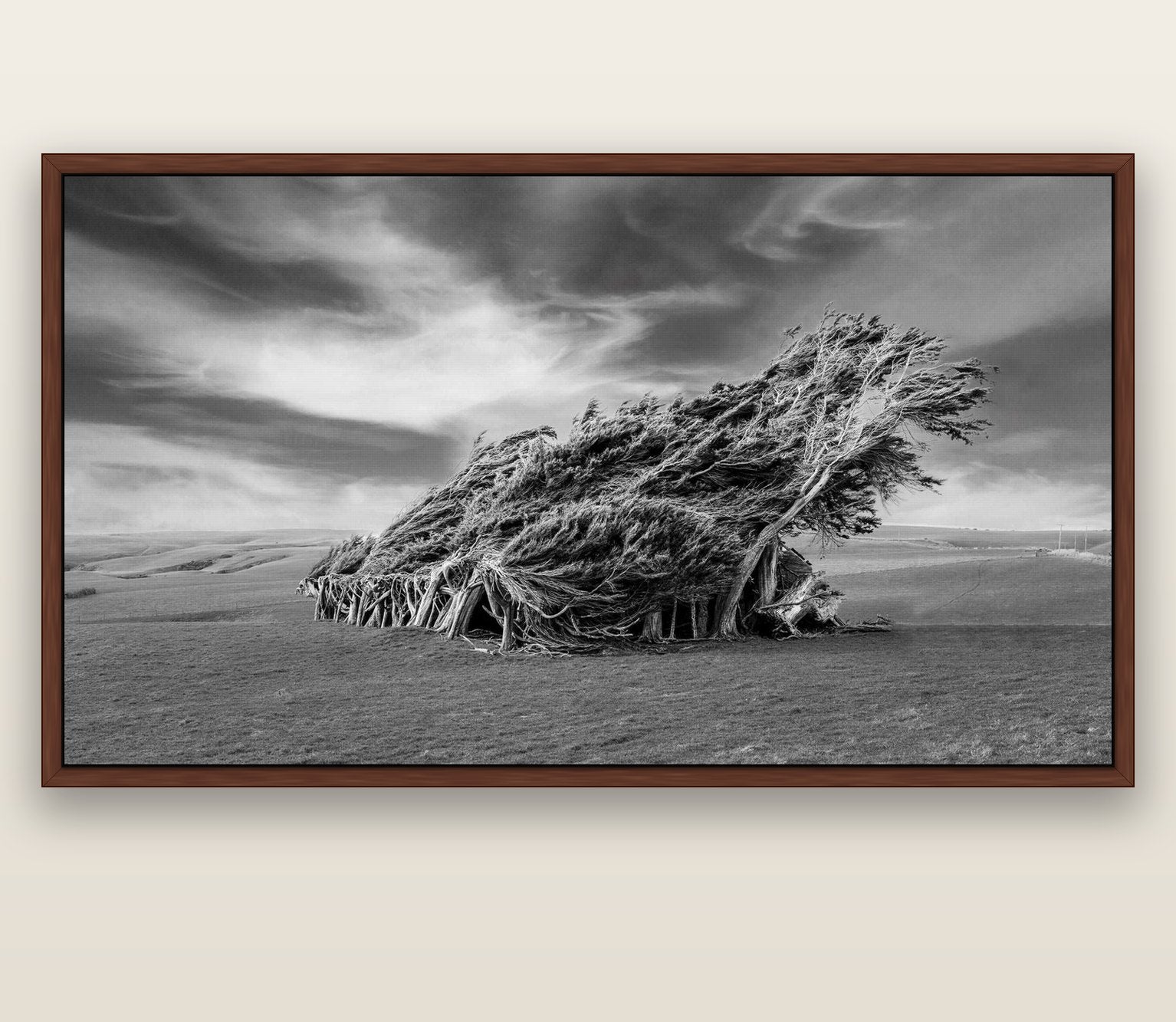 Sculpted by the Winds, Trees of Slope Point — brown float frame canvas, 201 × 99 cm. New Zealand fine art landscape wall art by Stephen Milner.