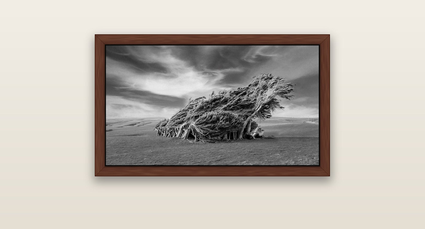 Sculpted by the Winds, Trees of Slope Point — brown float frame canvas, 81 × 46 cm. New Zealand fine art landscape wall art by Stephen Milner.