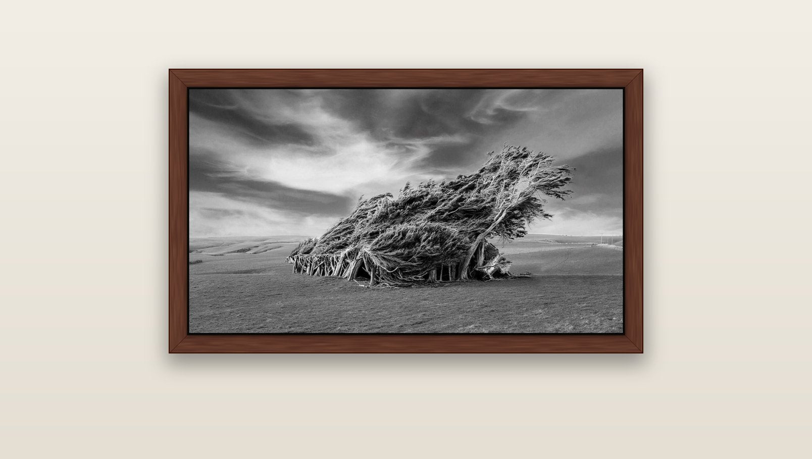 Sculpted by the Winds, Trees of Slope Point — brown float frame canvas, 91 × 51 cm. New Zealand fine art landscape wall art by Stephen Milner.