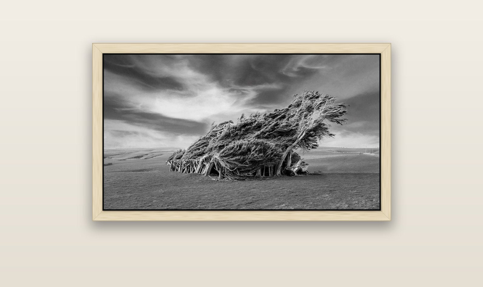 Sculpted by the Winds, Trees of Slope Point — natural float frame canvas, 102 × 56 cm. New Zealand fine art landscape wall art by Stephen Milner.