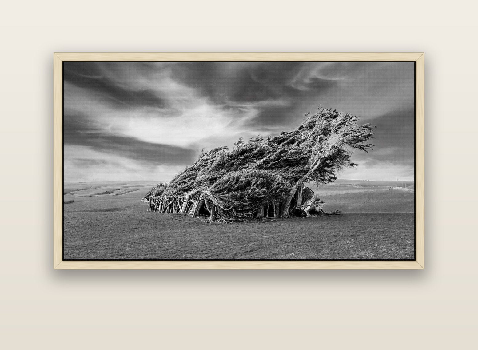 Sculpted by the Winds, Trees of Slope Point — natural float frame canvas, 152 × 86 cm. New Zealand fine art landscape wall art by Stephen Milner.