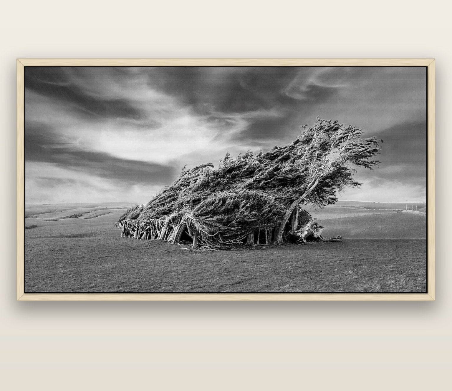 Sculpted by the Winds, Trees of Slope Point — natural float frame canvas, 200 × 130 cm. New Zealand fine art landscape wall art by Stephen Milner.