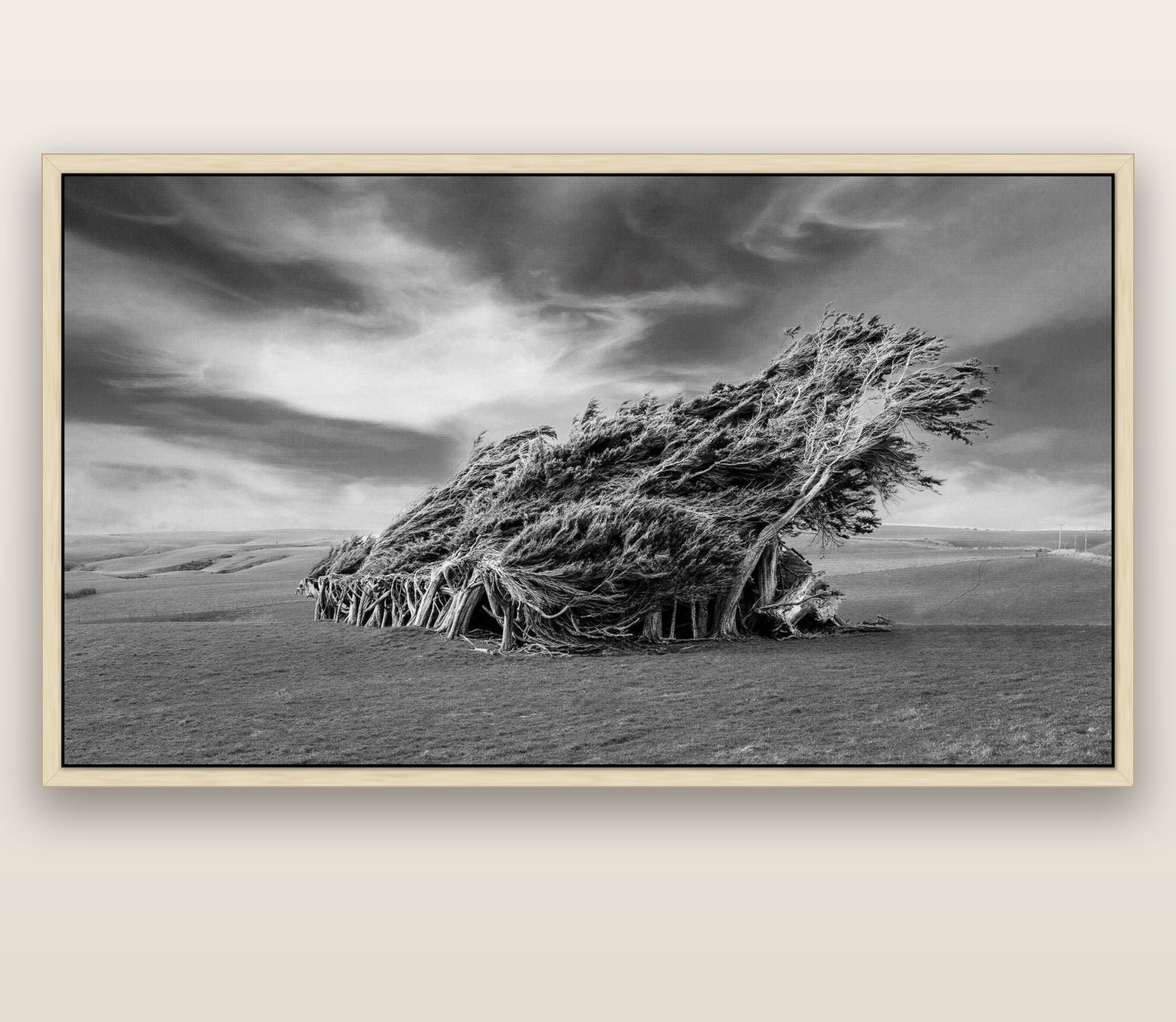 Sculpted by the Winds, Trees of Slope Point — natural float frame canvas, 201 × 99 cm. New Zealand fine art landscape wall art by Stephen Milner.