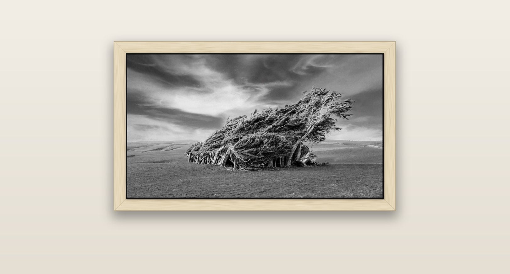 Sculpted by the Winds, Trees of Slope Point — natural float frame canvas, 81 × 46 cm. New Zealand fine art landscape wall art by Stephen Milner.