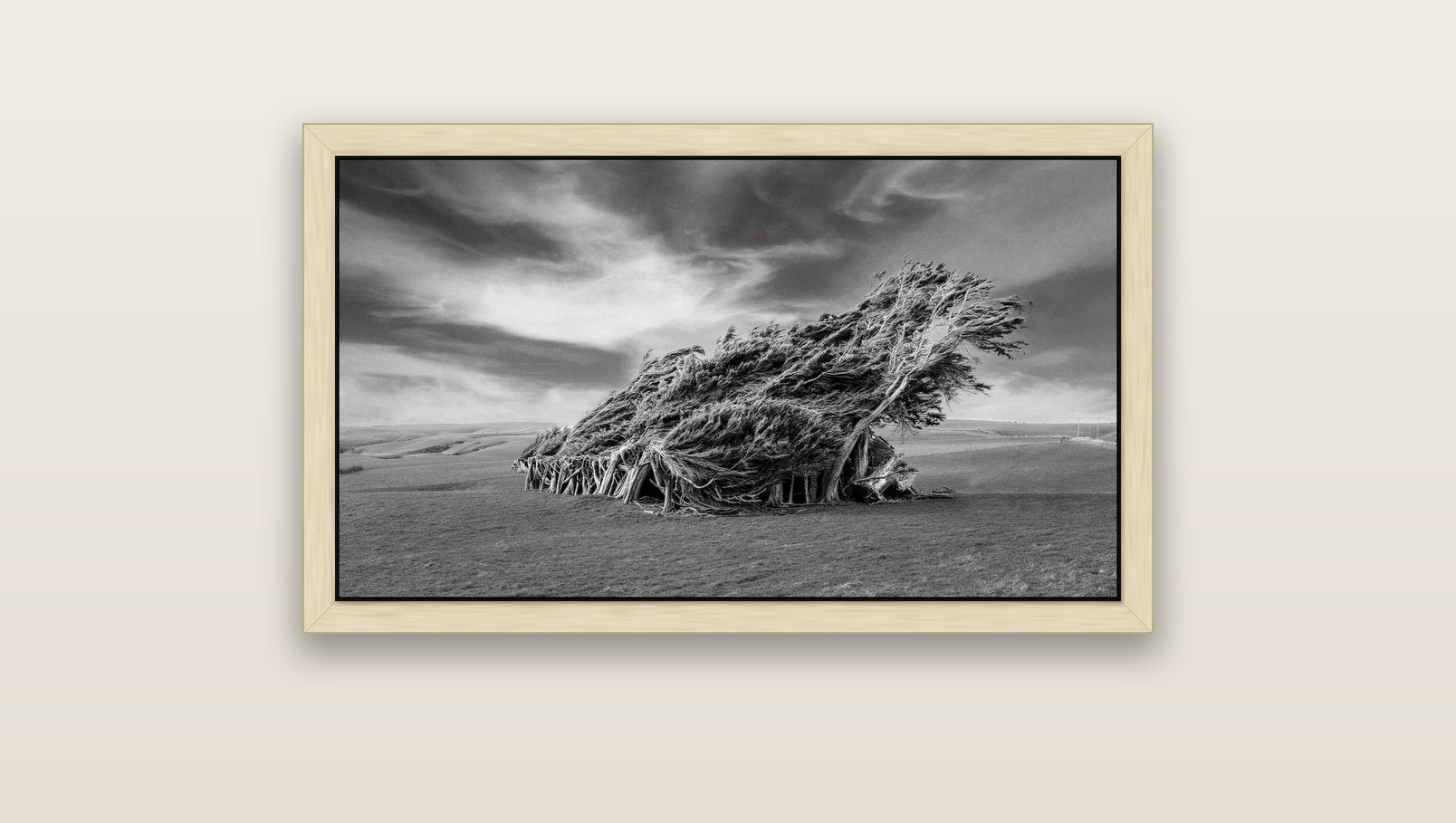 Sculpted by the Winds, Trees of Slope Point — natural float frame canvas, 91 × 51 cm. New Zealand fine art landscape wall art by Stephen Milner.