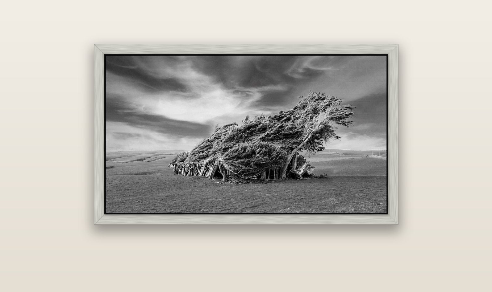 Sculpted by the Winds, Trees of Slope Point — silver float frame canvas, 102 × 56 cm. New Zealand fine art landscape wall art by Stephen Milner.