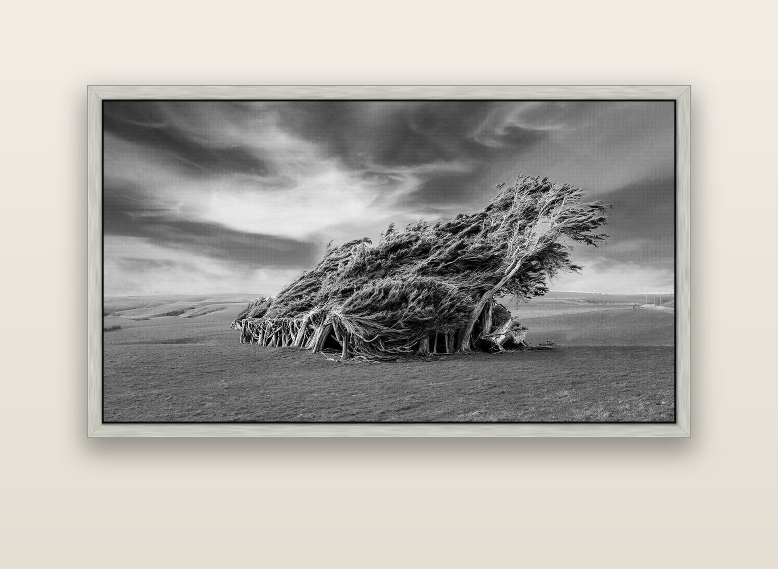 Sculpted by the Winds, Trees of Slope Point — silver float frame canvas, 152 × 86 cm. New Zealand fine art landscape wall art by Stephen Milner.