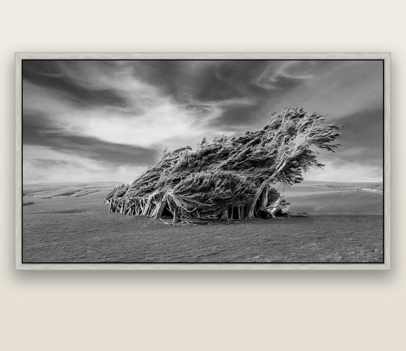 Sculpted by the Winds, Trees of Slope Point — silver float frame canvas, 200 × 130 cm. New Zealand fine art landscape wall art by Stephen Milner.