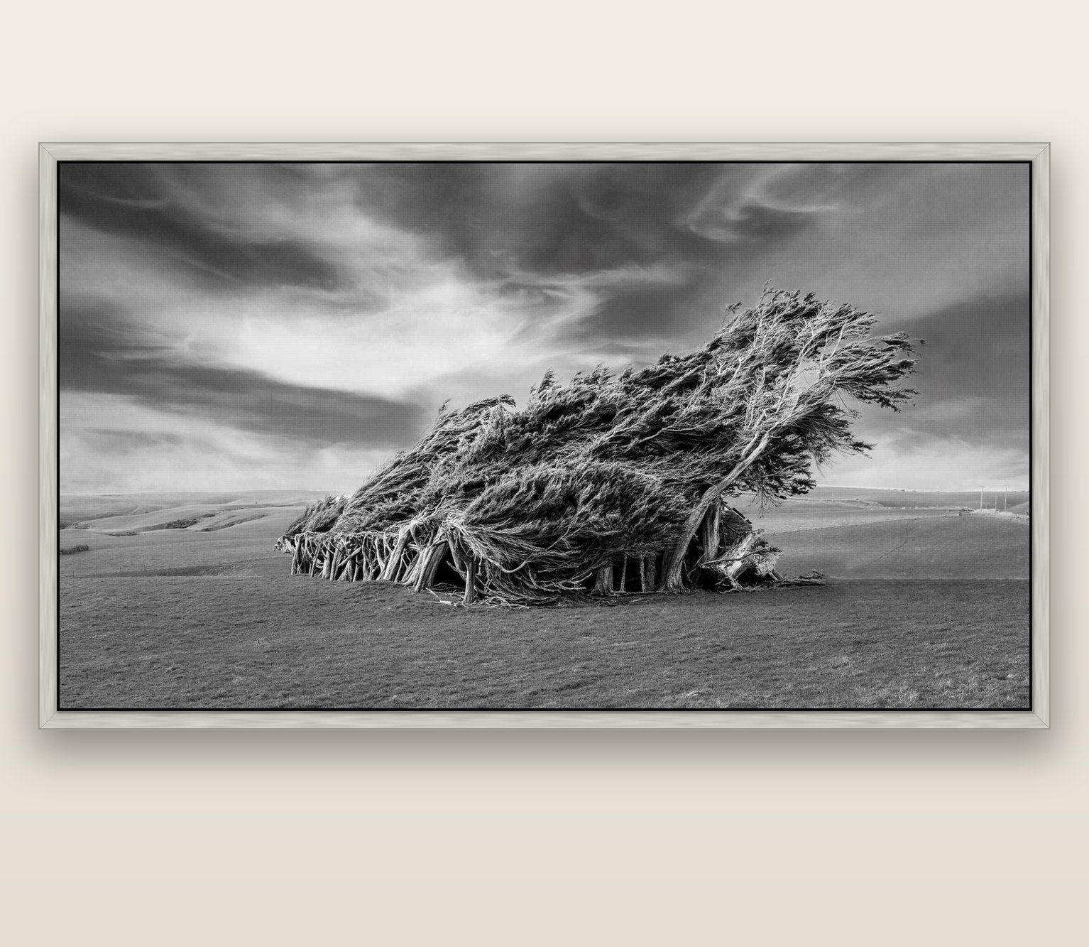 Sculpted by the Winds, Trees of Slope Point — silver float frame canvas, 201 × 99 cm. New Zealand fine art landscape wall art by Stephen Milner.