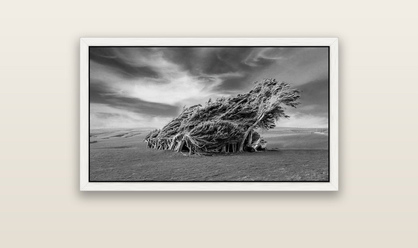 Sculpted by the Winds, Trees of Slope Point — white float frame canvas, 102 × 56 cm. New Zealand fine art landscape wall art by Stephen Milner.