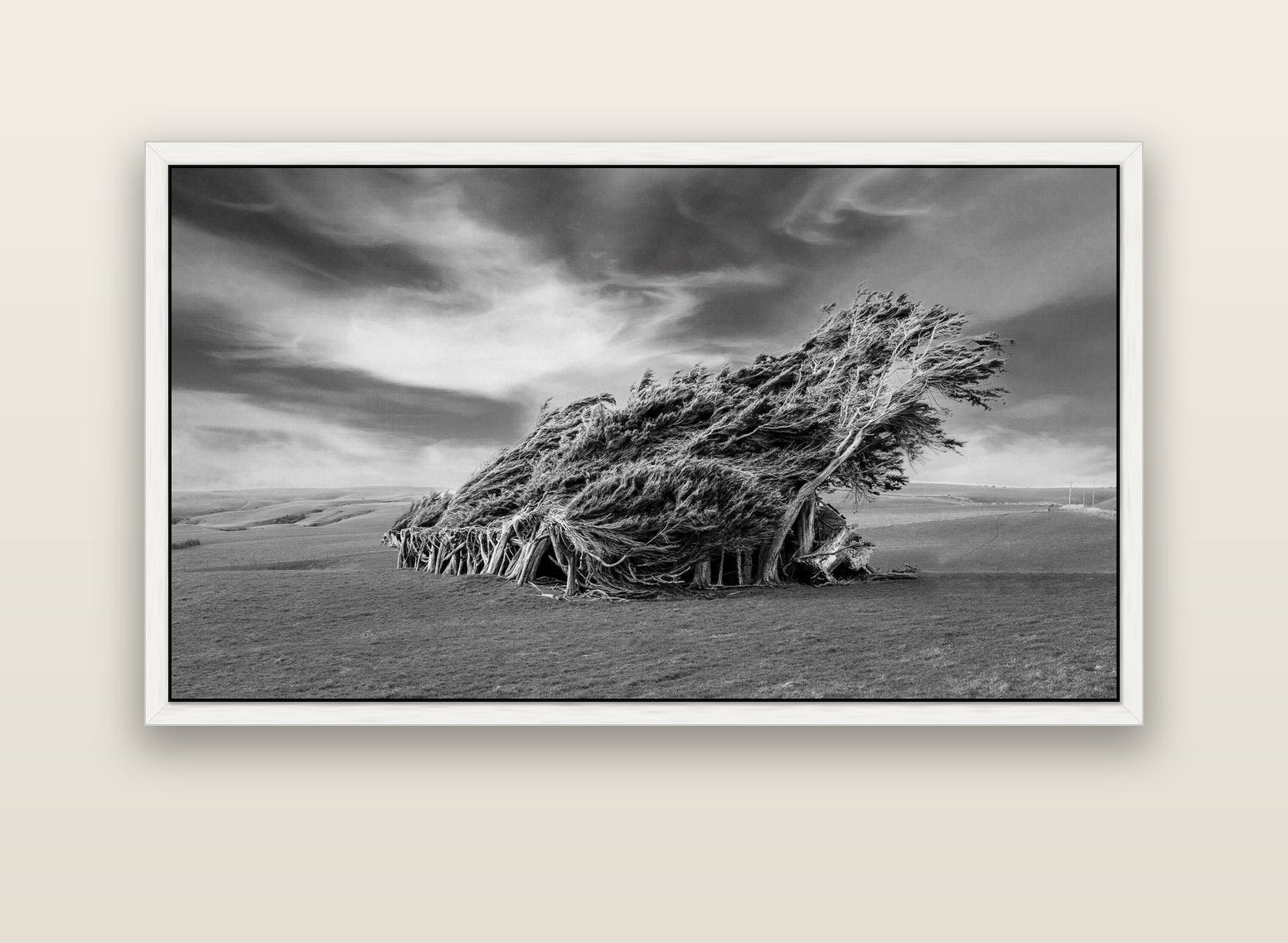 Sculpted by the Winds, Trees of Slope Point — white float frame canvas, 152 × 86 cm. New Zealand fine art landscape wall art by Stephen Milner.