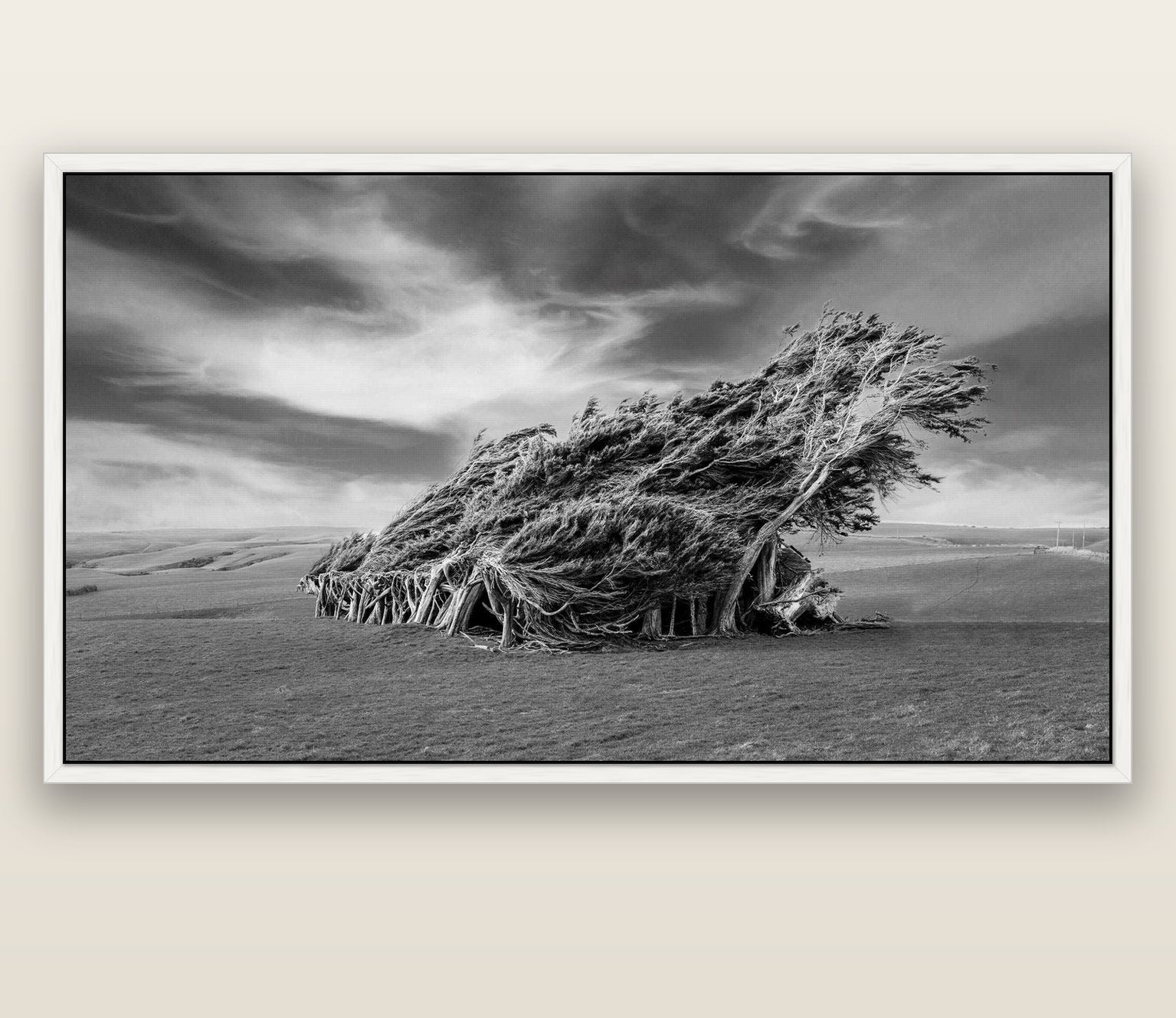 Sculpted by the Winds, Trees of Slope Point — white float frame canvas, 200 × 130 cm. New Zealand fine art landscape wall art by Stephen Milner.