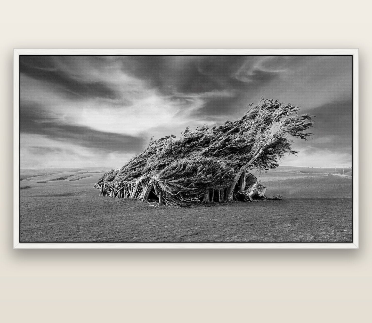Sculpted by the Winds, Trees of Slope Point — white float frame canvas, 201 × 99 cm. New Zealand fine art landscape wall art by Stephen Milner.