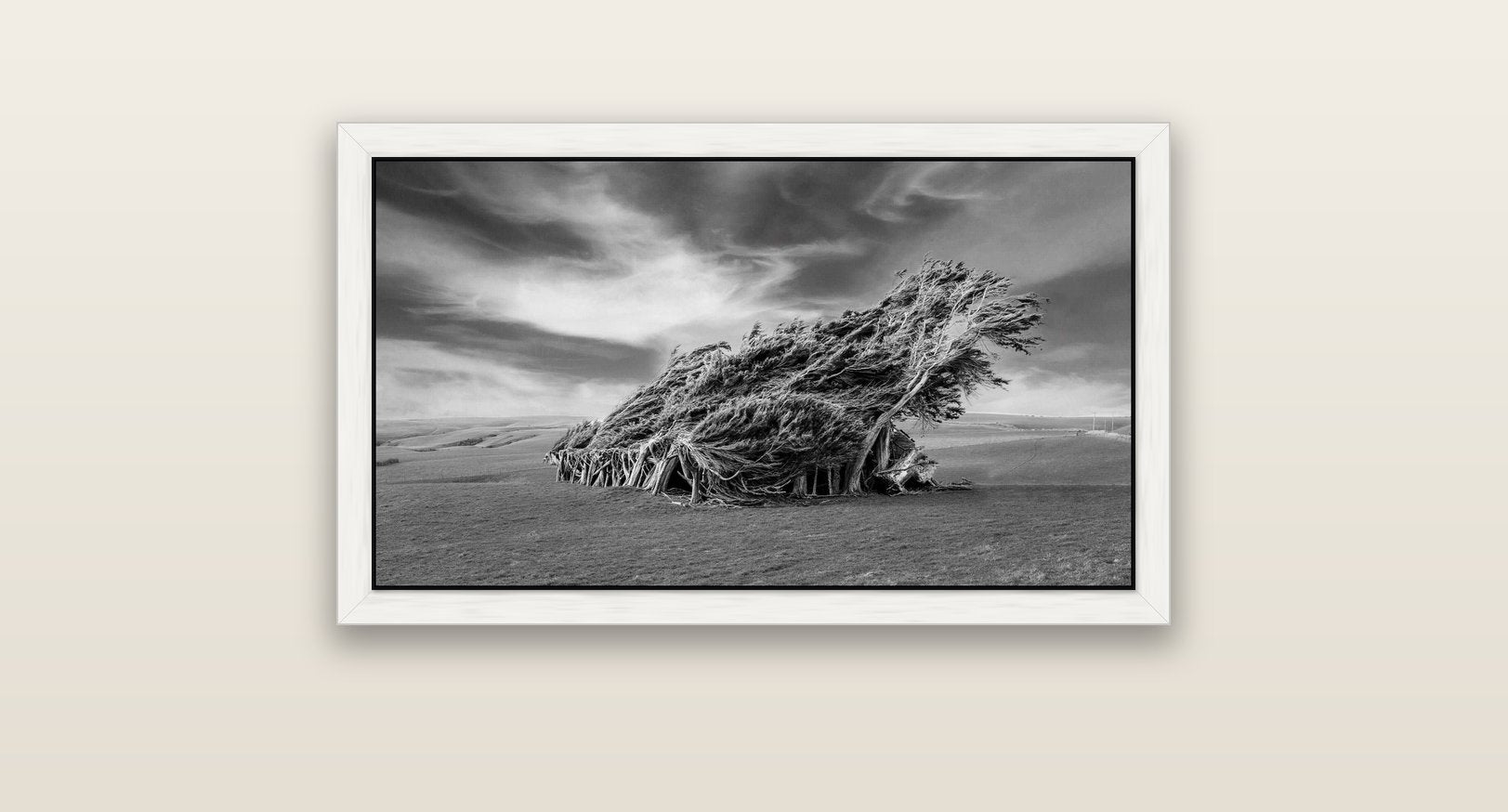 Sculpted by the Winds, Trees of Slope Point — white float frame canvas, 81 × 46 cm. New Zealand fine art landscape wall art by Stephen Milner.