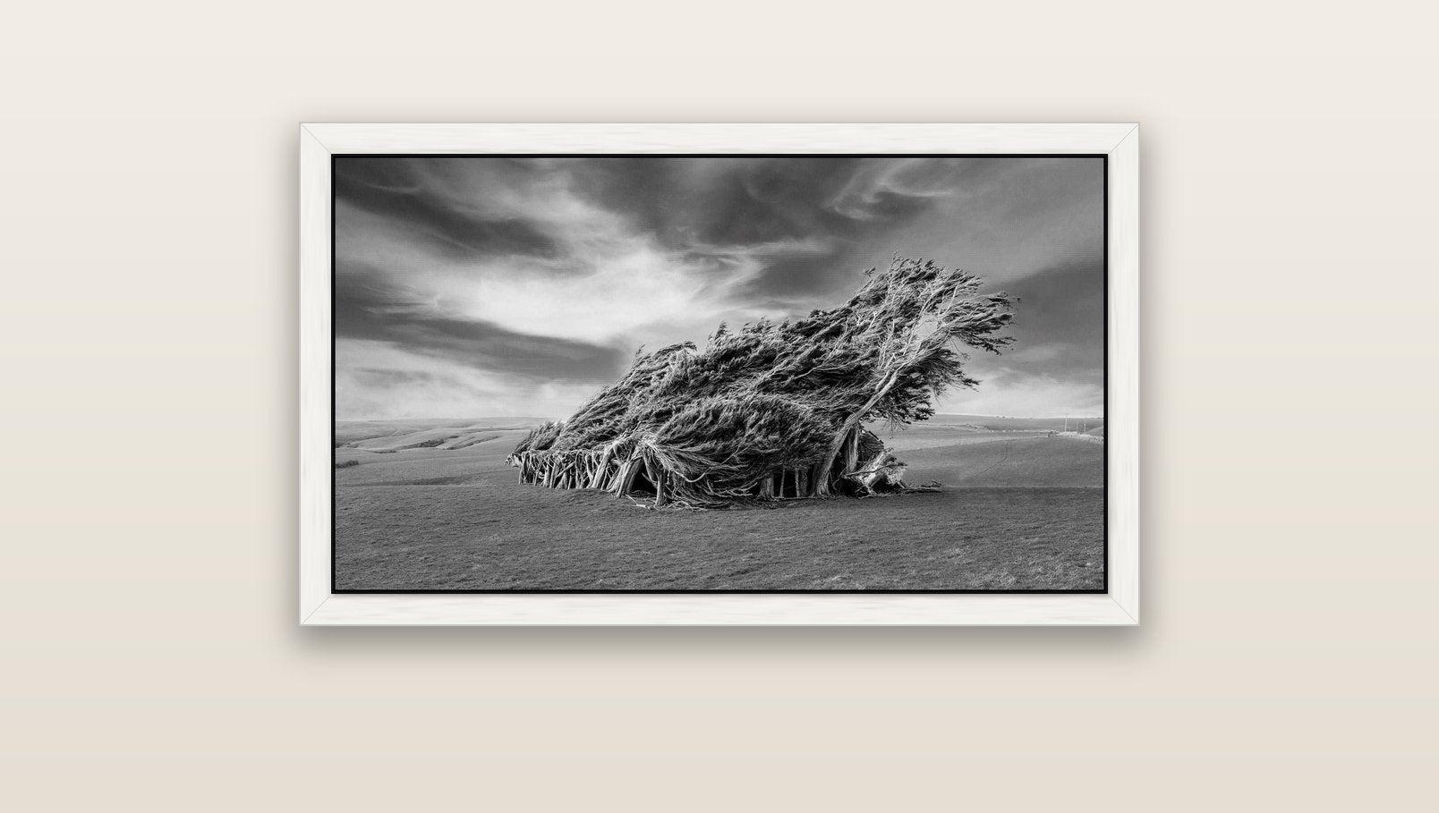 Sculpted by the Winds, Trees of Slope Point — white float frame canvas, 91 × 51 cm. New Zealand fine art landscape wall art by Stephen Milner.