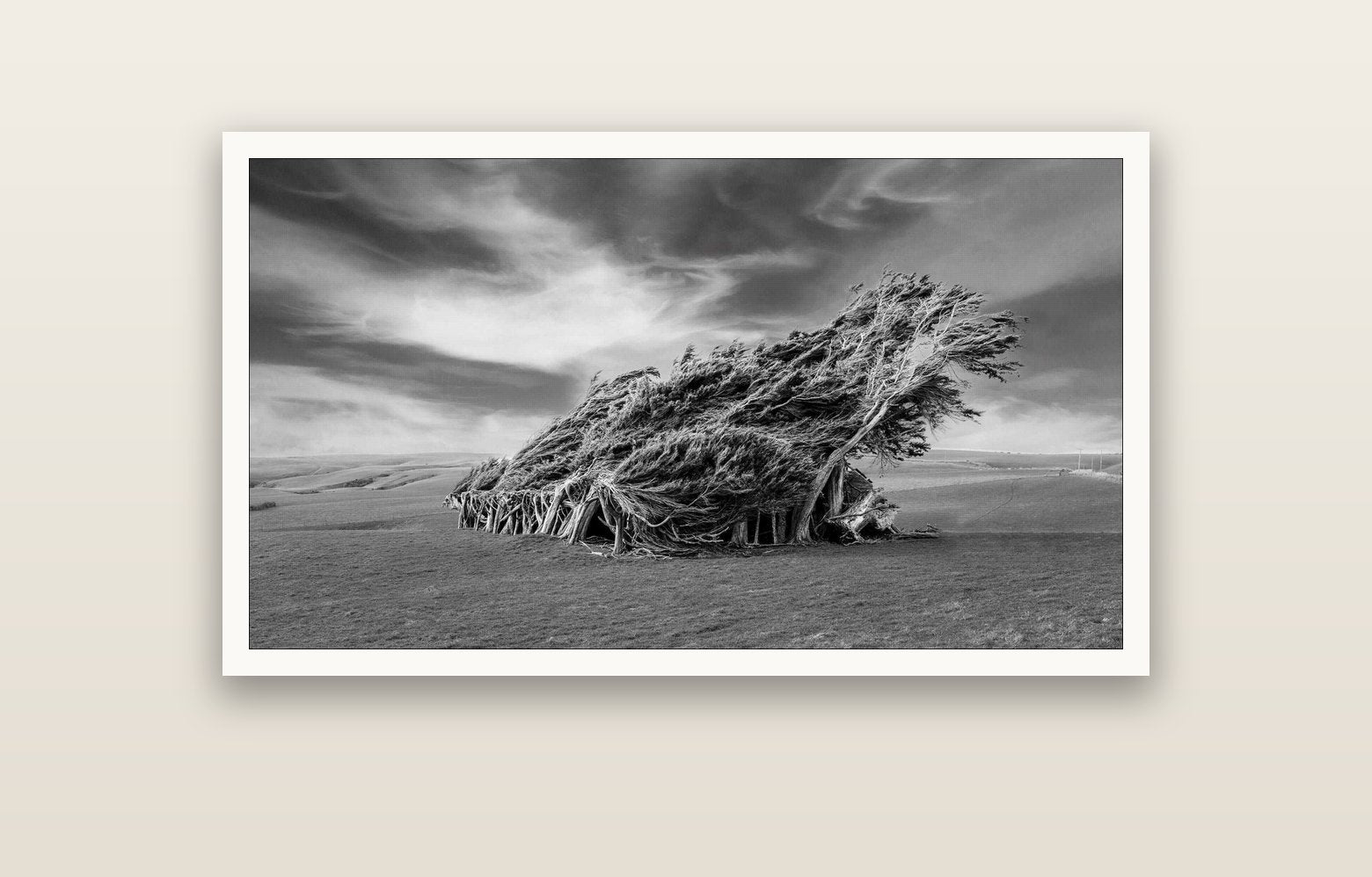 Sculpted by the Winds, Trees of Slope Point — Hahnemühle fine art print, 120 × 70 cm. New Zealand fine art landscape photography by Stephen Milner.