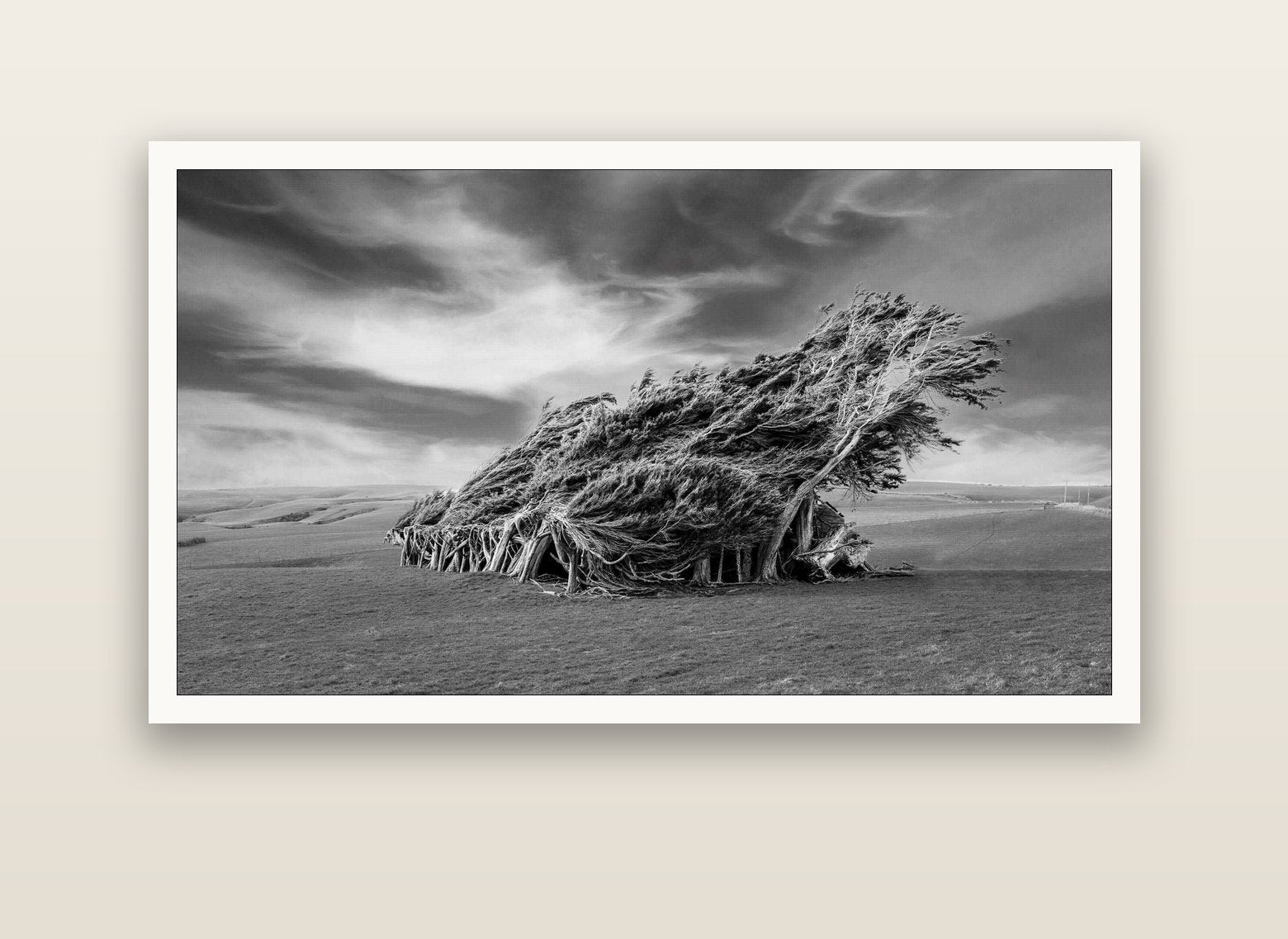 Sculpted by the Winds, Trees of Slope Point — Hahnemühle fine art print, 150 × 75 cm. New Zealand fine art landscape photography by Stephen Milner.