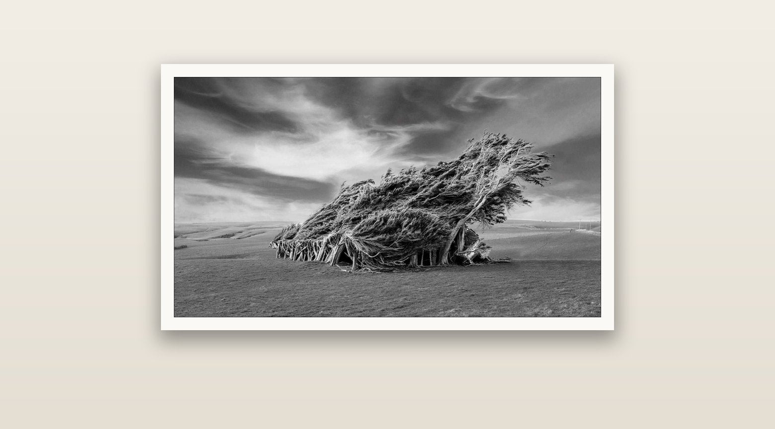Sculpted by the Winds, Trees of Slope Point — Hahnemühle fine art print, 91 × 51 cm. New Zealand fine art landscape photography by Stephen Milner.