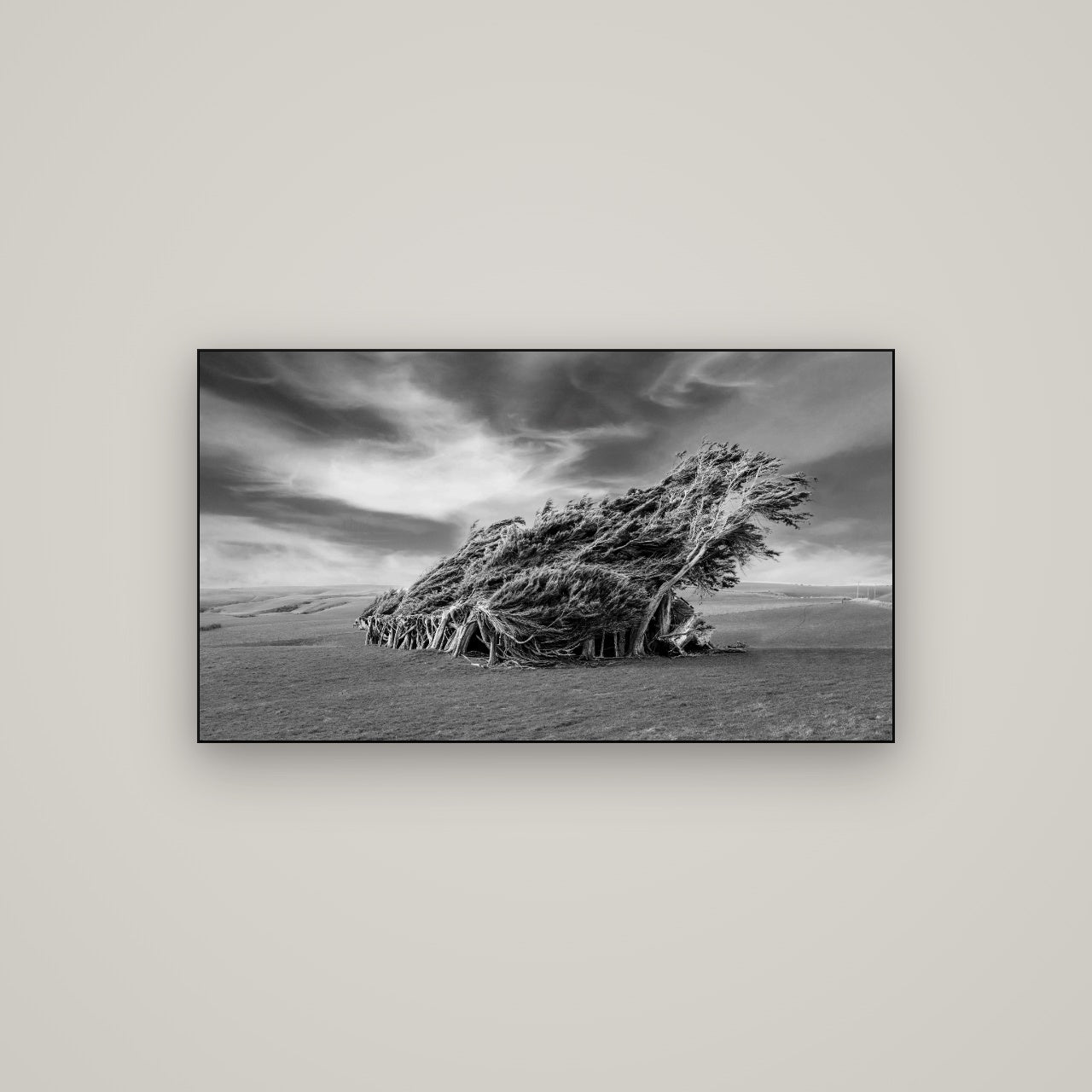 Sculpted by the Winds, Trees of Slope Point — Slimline Black, 107×60 cm. New Zealand fine art wall art by Stephen Milner.