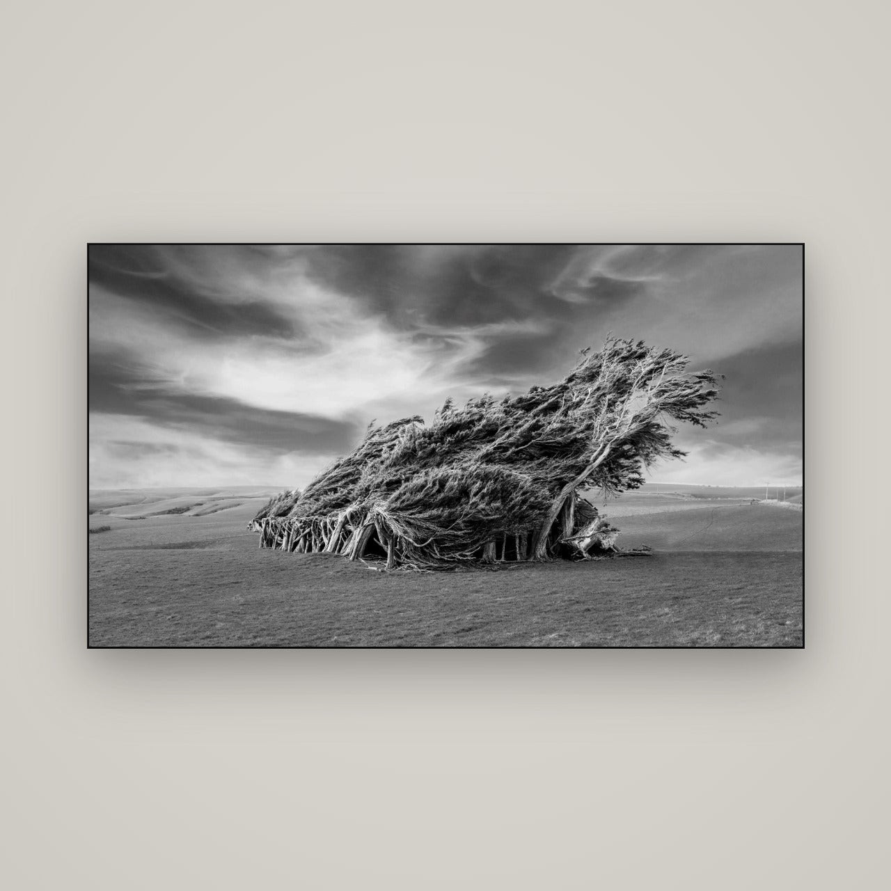 Sculpted by the Winds, Trees of Slope Point — Slimline Black, 160×90 cm. New Zealand fine art wall art by Stephen Milner.