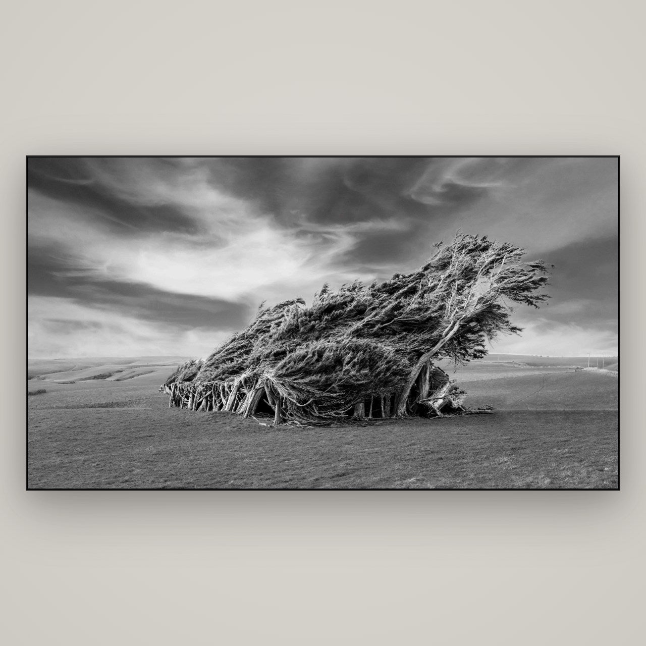 Sculpted by the Winds, Trees of Slope Point — Slimline Black, 196×110 cm. New Zealand fine art wall art by Stephen Milner.
