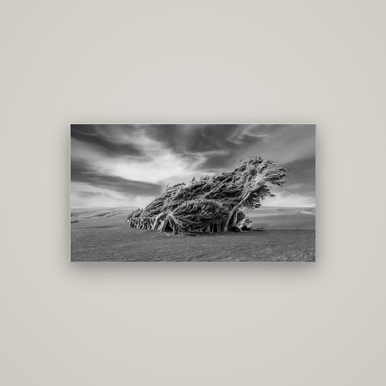 Sculpted by the Winds, Trees of Slope Point — Slimline Silver, 107×60 cm. New Zealand fine art wall art by Stephen Milner.