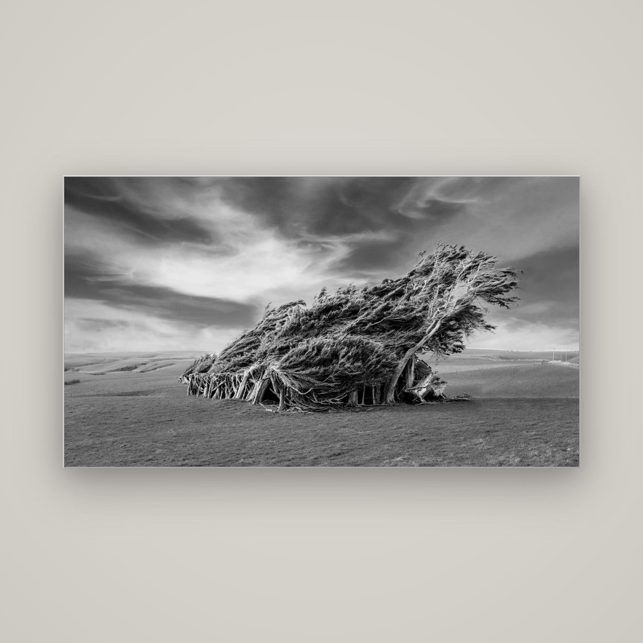 Sculpted by the Winds, Trees of Slope Point — Slimline Silver, 160×90 cm. New Zealand fine art wall art by Stephen Milner.