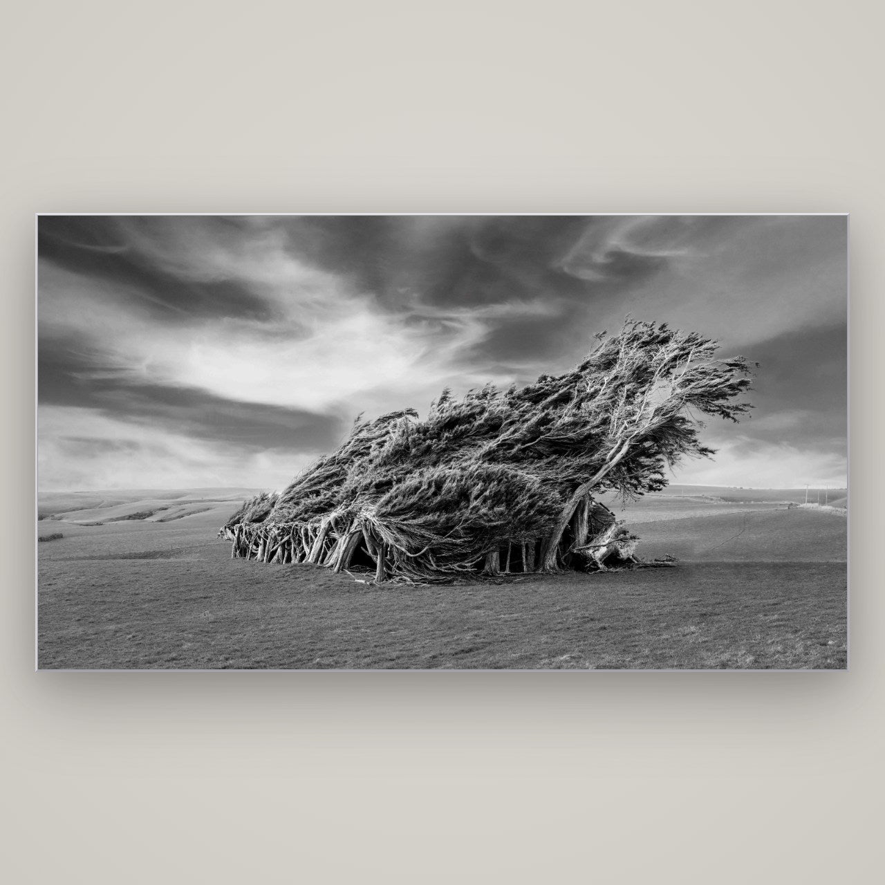 Sculpted by the Winds, Trees of Slope Point — Slimline Silver, 196×110 cm. New Zealand fine art wall art by Stephen Milner.