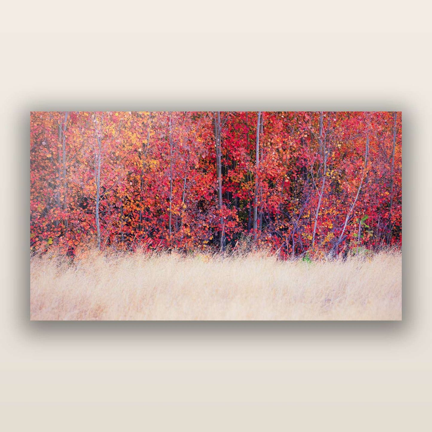 Seasonal Spectacle, Mackenzie Country — frameless acrylic glass print. New Zealand fine art landscape photography by Stephen Milner.